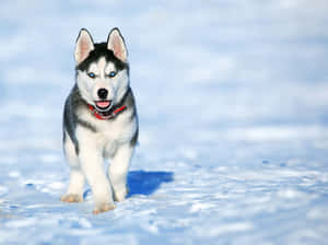 一隻頑皮的哈士奇幼犬，藍色眼睛，戴著紅色項圈在深雪中奔跑。