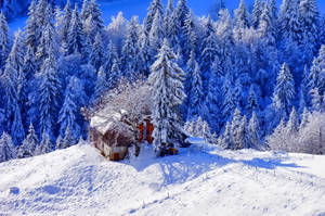 冬季森林中松樹環繞的雪中小屋 — 冬天 壁紙