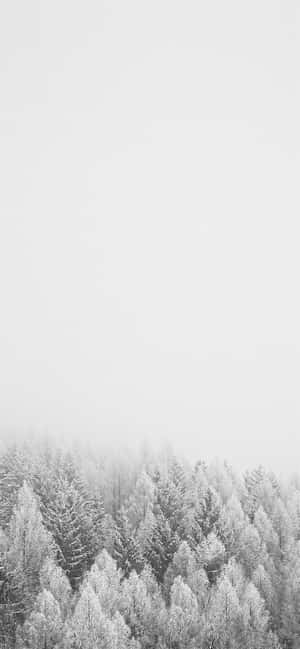 灰色天空下，霧氣瀰漫的冬日森林中積雪覆蓋的松樹。