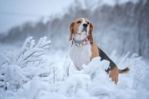 比格犬戴著彩色項圈坐在雪地裡