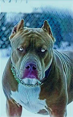 一隻藍眼睛的比特犬在雪地裡戴著鏈條項圈。