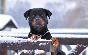 羅威納犬，爪子和口鼻上沾著雪，在冬天從木柵欄上方觀看。 — 德國牧羊犬 壁紙