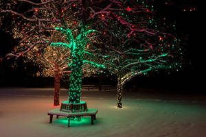 夜間，白雪覆蓋的公園樹木裝飾著色彩繽紛的節日燈光。