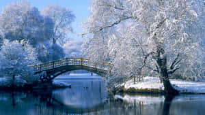 白雪覆蓋的樹木框住了一座冬季平靜河流上的木橋。