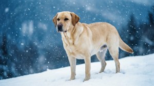 冬日降雪期間雪地森林中的金色拉布拉多