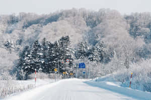 在蒼白的冬日天空下，一條雪路兩旁是結霜的樹木和山丘。