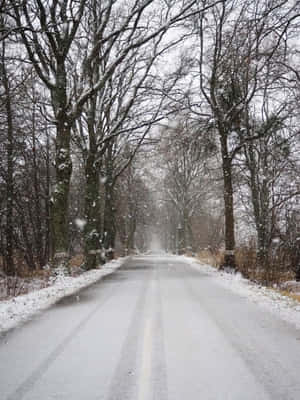 冬季森林中，光禿禿的樹木兩旁是積雪的道路，雪花飄落。 — 冬天 壁紙