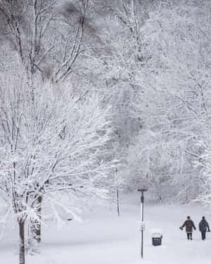 兩個人走過一個白雪覆蓋的公園，樹木結霜。