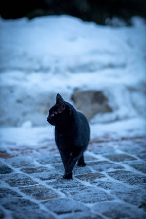 黑貓在冬日黃昏時走在積雪的鵝卵石上