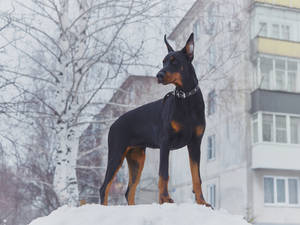 冬天時杜賓犬站在靠近建築物和光禿樹木的雪地上。