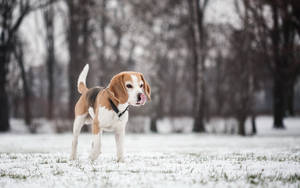 比格犬站在積雪的公園中，背景有光禿禿的樹木。