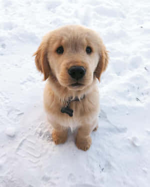 金毛尋回犬幼犬坐在雪中抬頭看