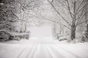 白雪覆蓋了一條寧靜的道路，兩旁是冬季森林中光禿的樹木。