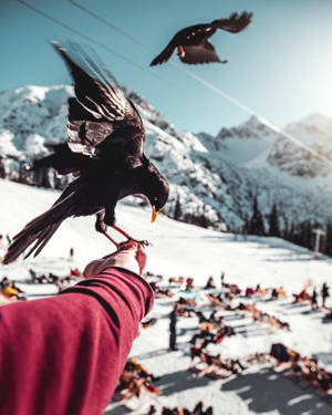 一個人在雪山的風景中餵食一隻棲息在他們手上的黑鳥。