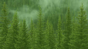 霧氣瀰漫的森林中高大的松樹，帶有柔和的綠色調和霧氣瀰漫的氛圍。