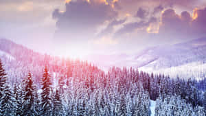 日出時分，山谷中白雪覆蓋的松樹林，天空呈現粉紅色和紫色。