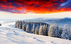 冬季雪景，紅天與樹木