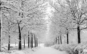 白雪覆蓋了樹木和一條蜿蜒的小徑，在寧靜的冬日公園裡。