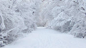 冬季積雪森林小徑蜿蜒穿過被雪覆蓋的樹木。