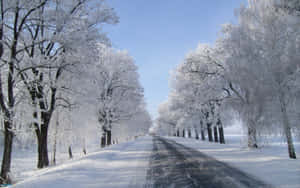 在清澈的藍天下，一條被雪覆蓋的道路兩旁是結霜的樹木。