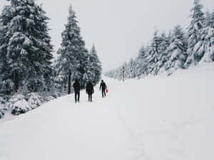三個人走在冬季森林的雪徑上。 — 冬日美學 壁紙