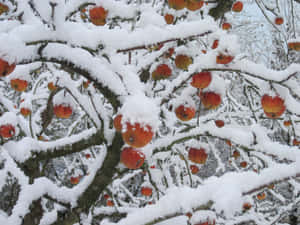 冬日裡，白雪覆蓋的樹枝上掛滿了鮮紅的蘋果。
