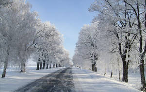 晴朗藍天下，兩旁結霜樹木的雪路
