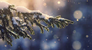 被雪覆蓋的松樹枝在冬日陽光下閃耀，散景背景 — 聖誕節桌面 壁紙