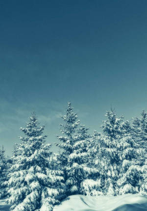 清澈冬日藍天下白雪覆蓋的松樹。