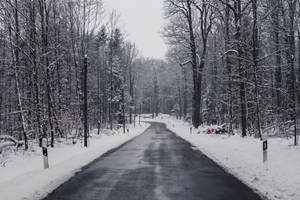 穿過寧靜冬季森林的積雪道路，樹木光禿。
