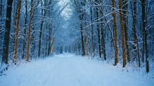 暮色中樹上掛著溫暖燈串的雪地森林小徑