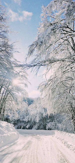 晴朗藍天下，兩旁掛霜樹木的雪路。