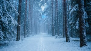 白雪覆蓋的森林小徑，高大的松樹和朦朧的藍色氛圍。