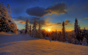 夕陽下的雪林，樹木和山脈上灑滿金色光芒