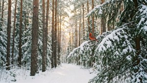 冬日森林中，一隻紅衣鳳頭鳥站在雪覆蓋的松樹枝上，金色陽光穿過樹木。 — 聖誕美學 GIF 壁紙