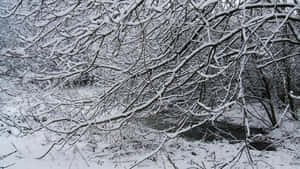 白雪覆蓋的樹枝框住了冬季森林中一條黑暗流淌的小溪。