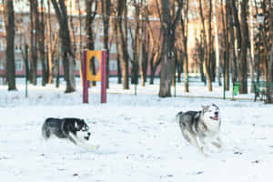 兩隻哈士奇在冬季公園的雪中奔跑，周圍有光禿的樹木。