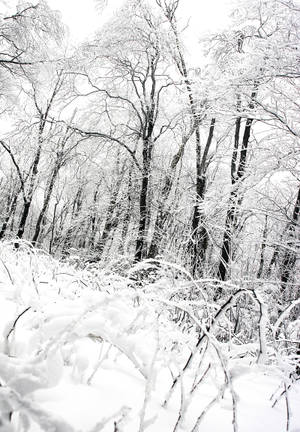 灰色天空下，白雪覆蓋的森林，樹木光禿，樹枝結霜。