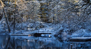 冬日森林黎明時分，結冰的湖面上的一座雪橋。