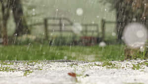 雨同雪落在草地上，背景有樹木同籬笆。 — 草 壁紙