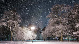 冬夜公園中，街燈照亮積雪的樹木。 — 美麗聖誕 壁紙