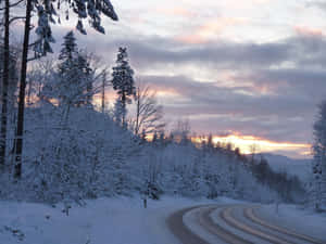 黃昏時分，粉彩色天空下，積雪森林道路蜿蜒穿過樹林 — 雪 壁紙