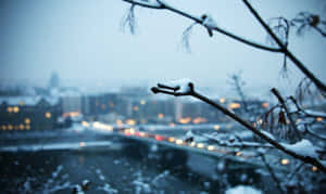 積雪的樹枝俯瞰著夜晚燈火輝煌的雪城。 — 冬日美學 壁紙