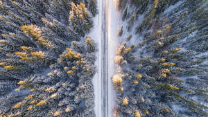 一條積雪的道路蜿蜒穿過霜雪覆蓋的常青樹林，沐浴在金色光芒中。