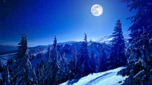 冬季山景中，滿月下的雪松。 — 月色夜空 壁紙