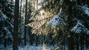 白雪覆蓋的松樹，冬季森林，陽光穿過樹枝