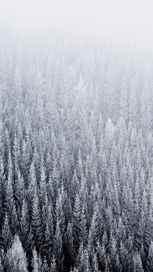 從上方俯瞰被迷霧籠罩的雪松林