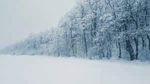 多雲冬日，雪地上白雪覆蓋的森林樹木。