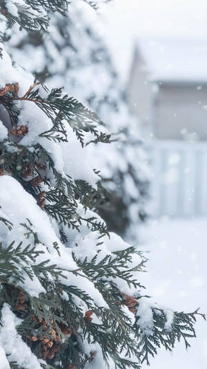 冬日白雪覆蓋的常綠樹枝和松果。 — 樹 壁紙