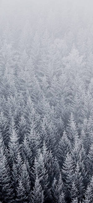 雪松林中，霧氣瀰漫的天空下，被霜覆蓋的常綠樹木。